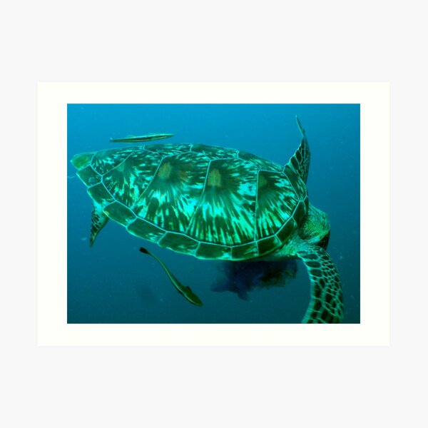 Green turtle shell Art Print