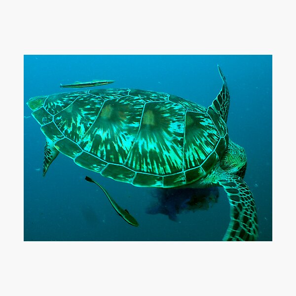Green turtle shell Photographic Print