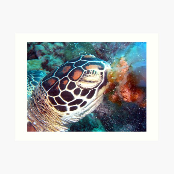 Turtle Jelly Art Print