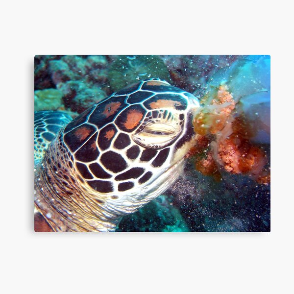 Turtle Jelly Canvas Print