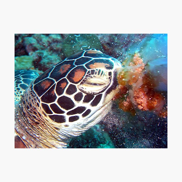 Turtle Jelly Photographic Print