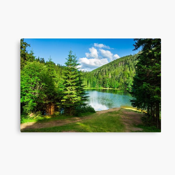 lake near the mountain in pine forest Canvas Print