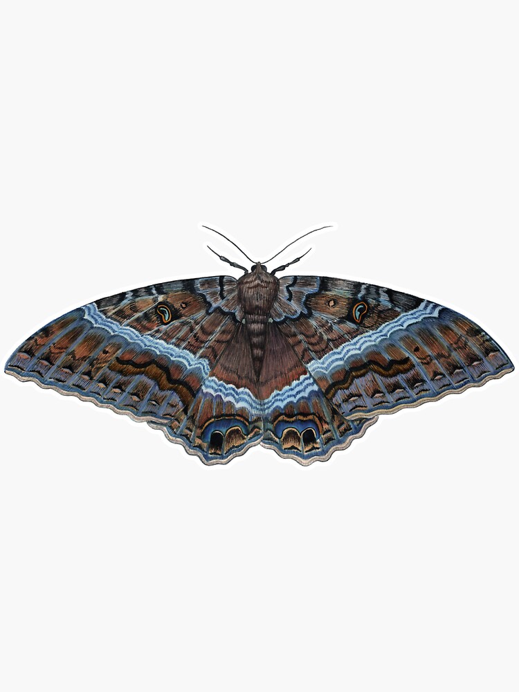 Black Witch Moth (Ascalapha odorata) by JadaFitch