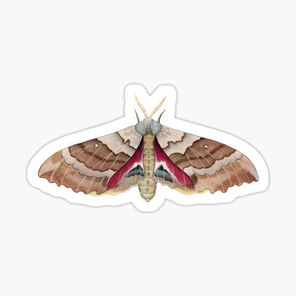 Item preview, Big Poplar Sphinx (Pachysphinx occidentalis) designed and sold by JadaFitch.