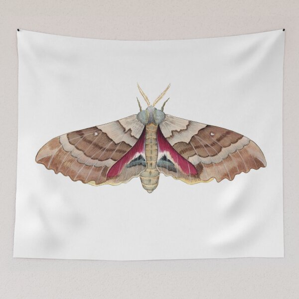 Item preview, Big Poplar Sphinx (Pachysphinx occidentalis) designed and sold by JadaFitch.