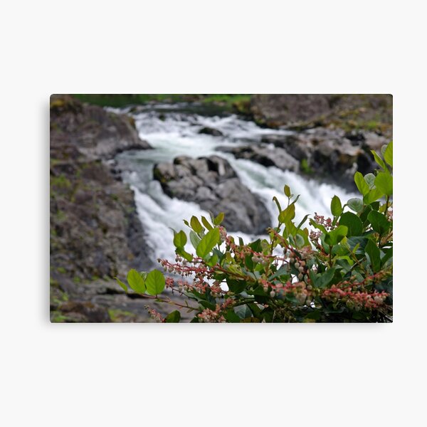 Item preview, Lucia Salal designed and sold by VikingVisual.