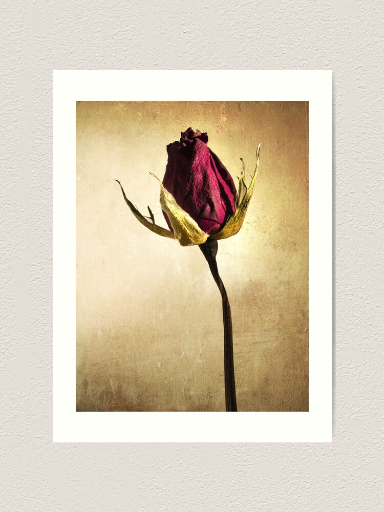 Alternate view of Rose Art Print