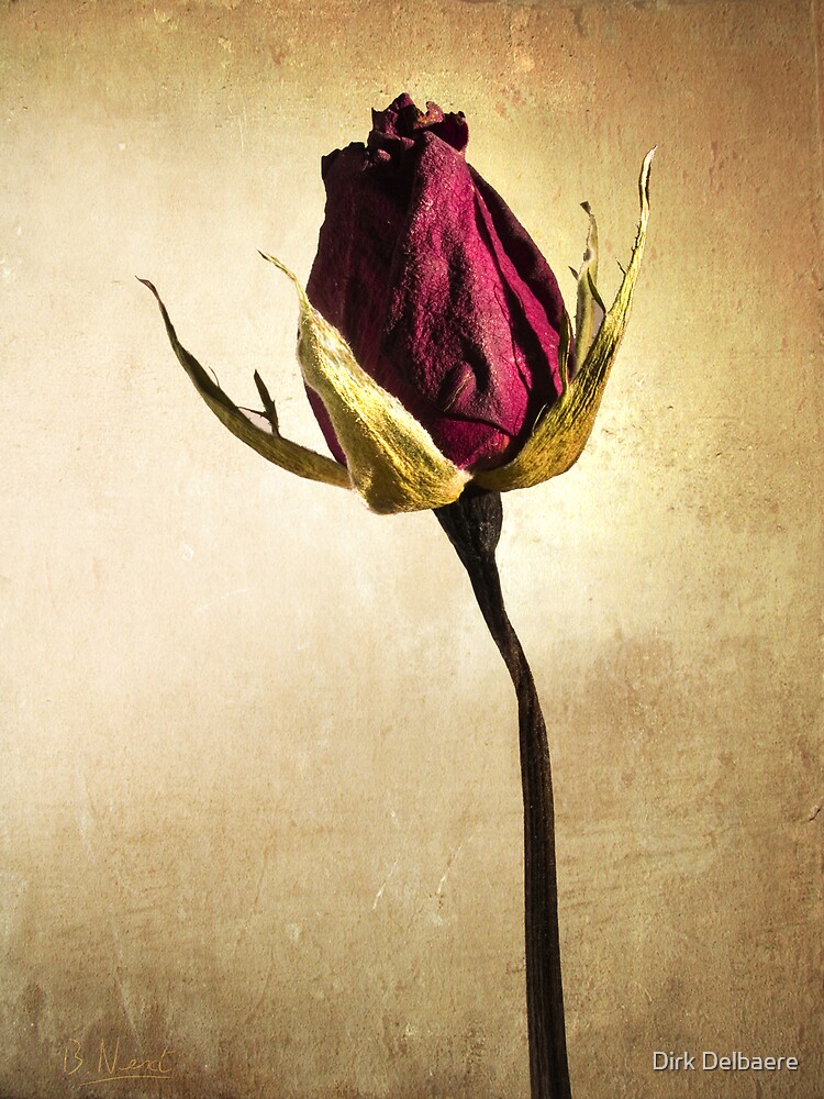 Rose by Delbaere