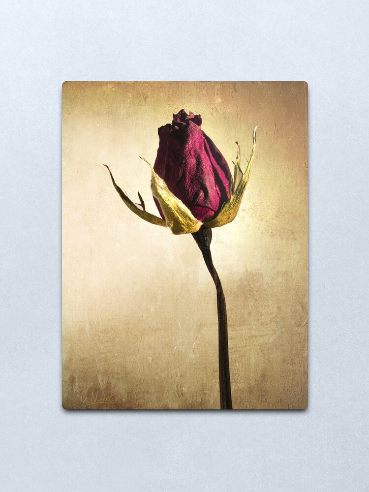 Alternate view of Rose Metal Print