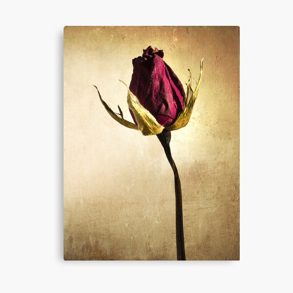 Rose Canvas Print