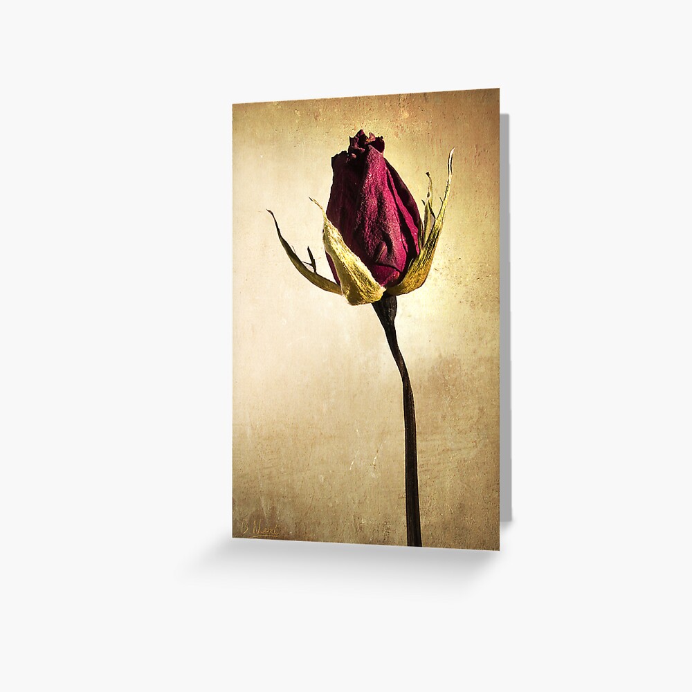 Rose Greeting Card