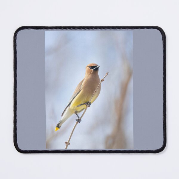 Item preview, Cedar Waxwing designed and sold by James Cumming.