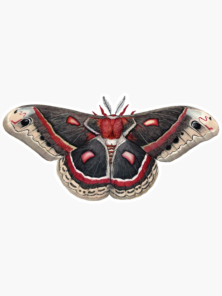 Thumbnail 3 of 3, Sticker, Cecropia Silkmoth designed and sold by JadaFitch.