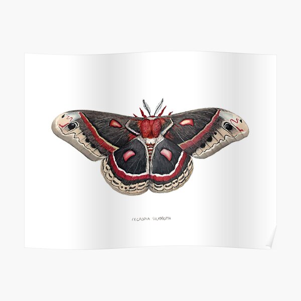 Cecropia Silkmoth Poster