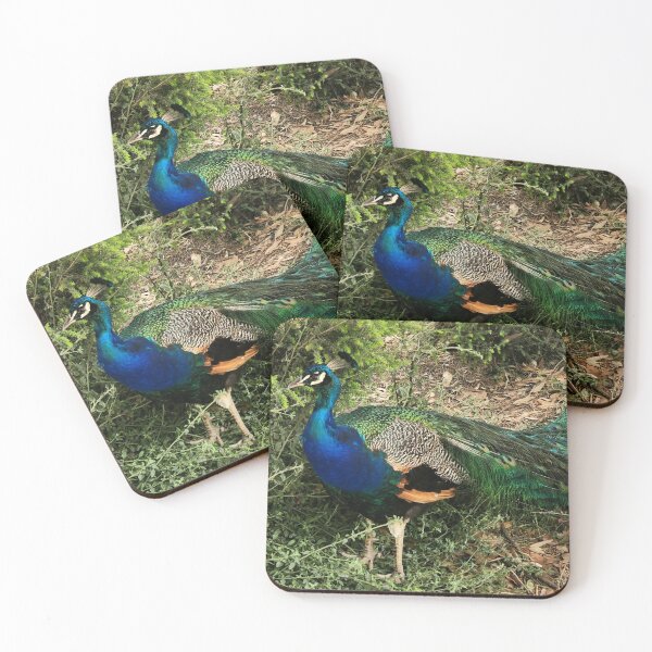 Item preview, Wild Australian Peacock in Phillip Island  designed and sold by Michael Voyler.