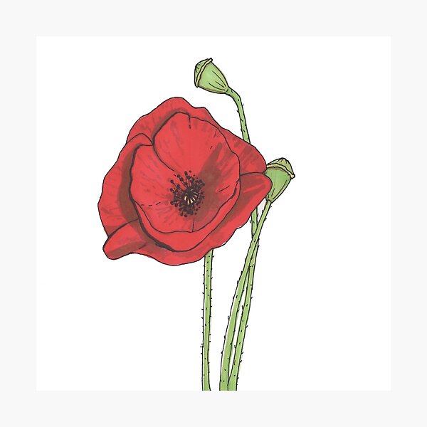 Item preview, Poppy designed and sold by craftycatuk.