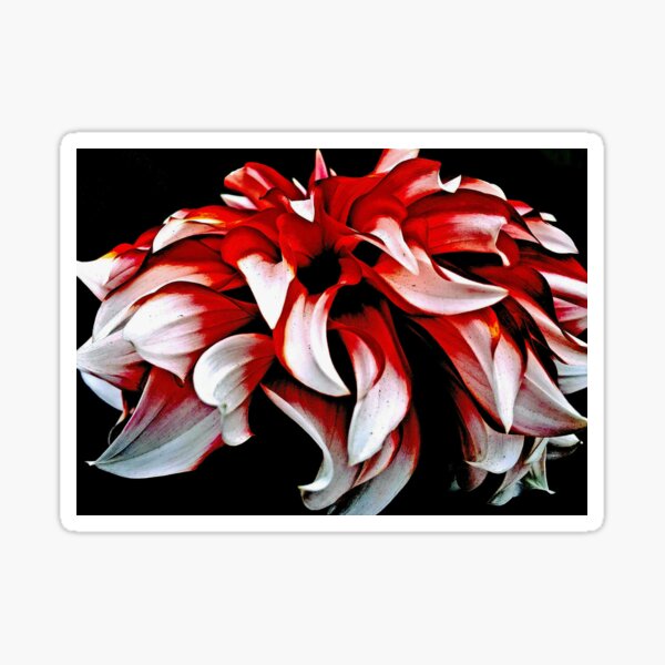 Red And White Dahlia Sticker