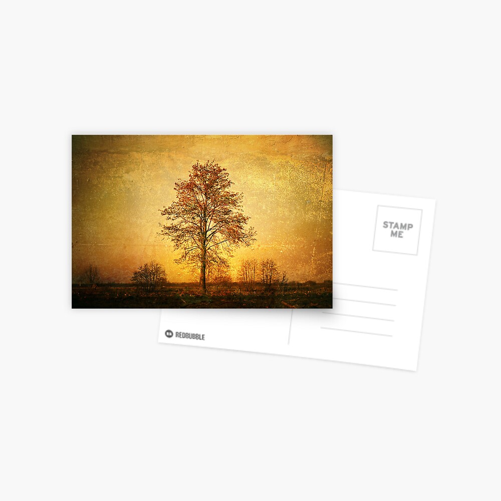 Lonely Tree Postcard