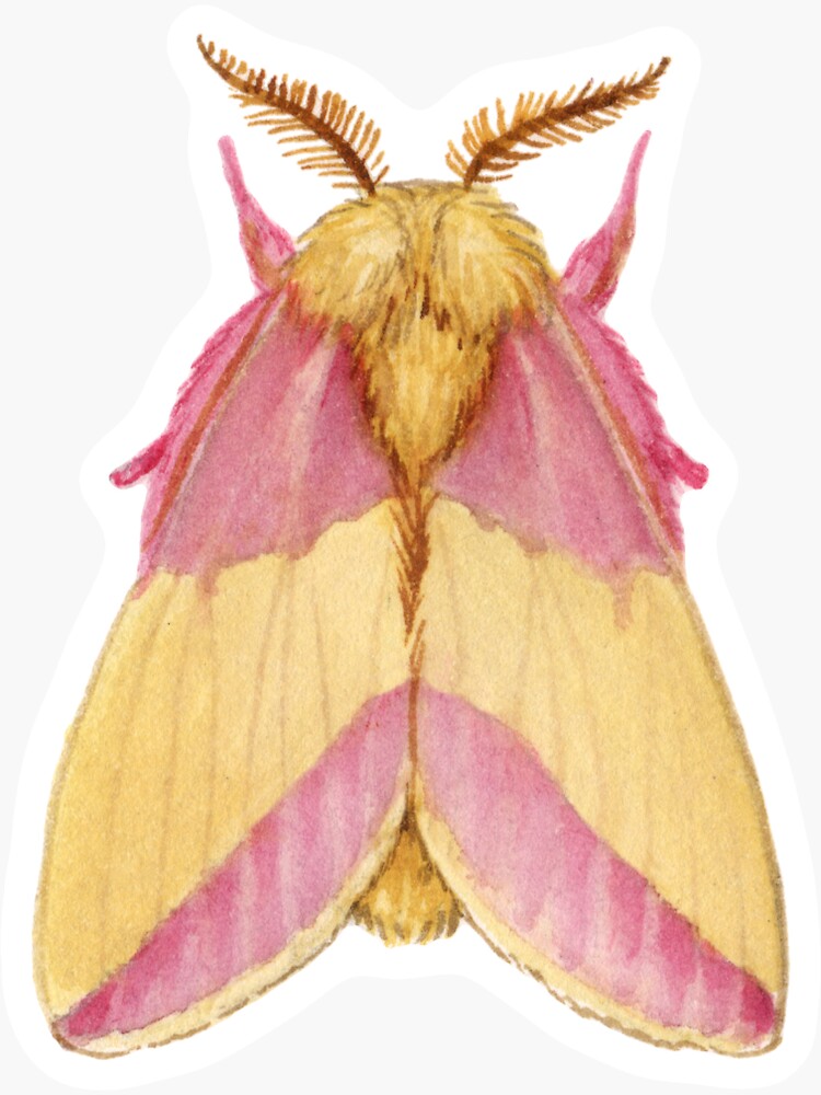 Rosy Maple Moth Art Print by Jada Fitch