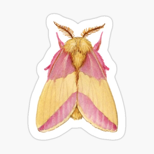 What Are Rosy Maple Moths? - Viral Pink and Yellow Moth Photo