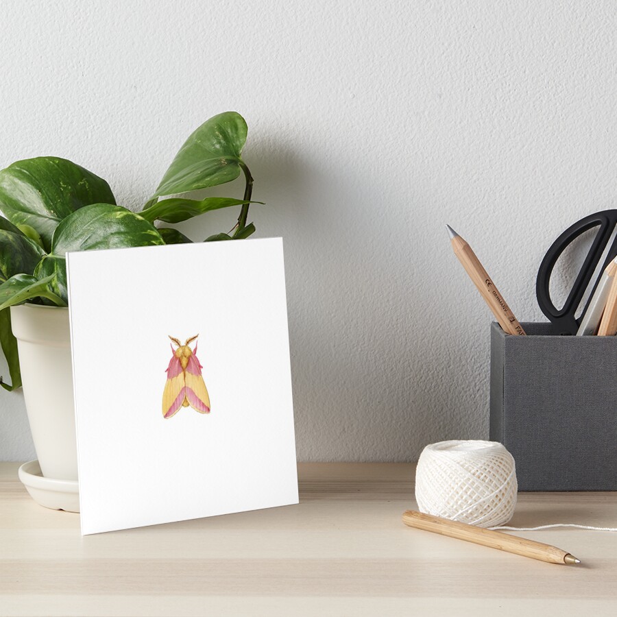 Framed Rosy Maple Moth (Dryocampa rubicunda) 6x6