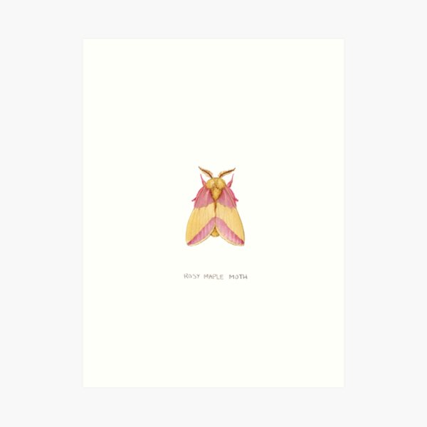 Rosy Maple Moth (Dryocampa rubicunda) Art Print