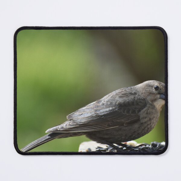 Item preview, A bird at the garden feeder designed and sold by Claude Laprise.