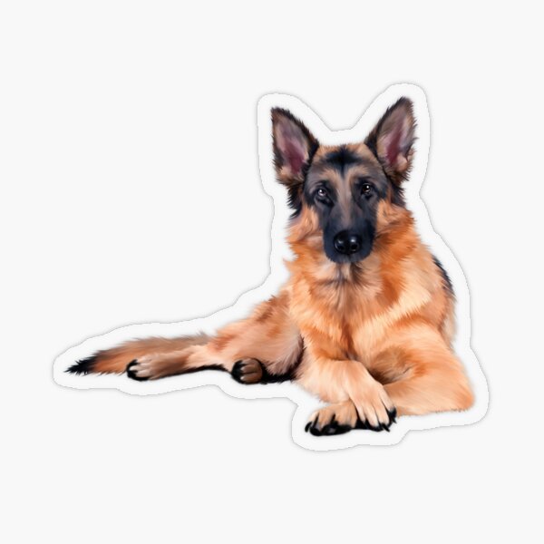 German Shepherd Dog, Love Shepherd Dogs, Dog Lover