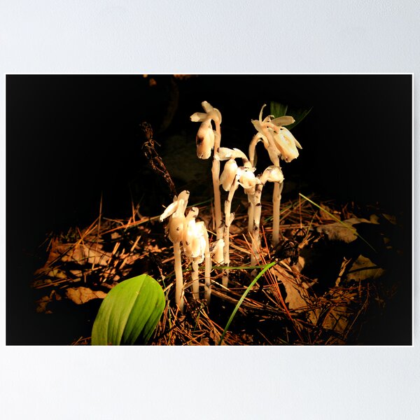 Artikelvorschau, Small White Flower in Wood entworfen und verkauft von terrebo.