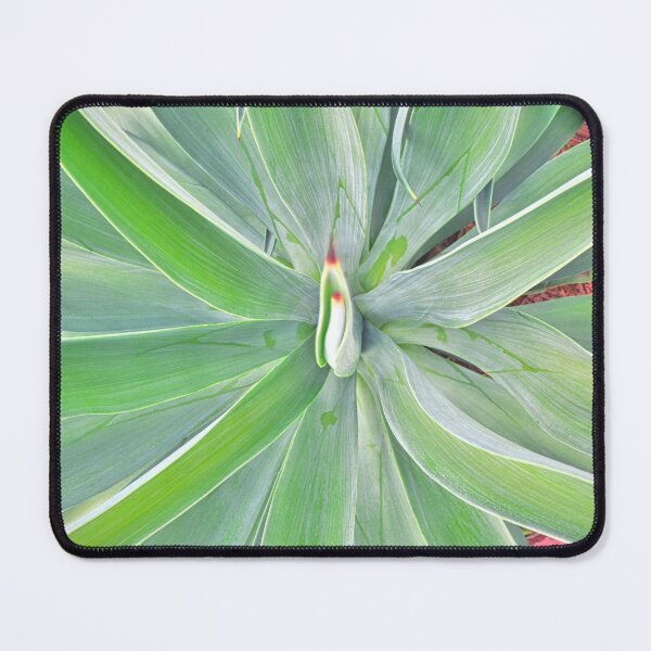 Item preview, Looking Down A Yucca designed and sold by LisaWootenPhoto.