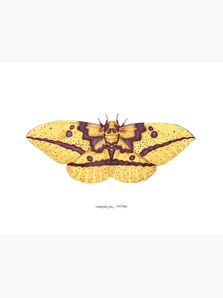 Rosy Maple Moth Art Print by Jada Fitch