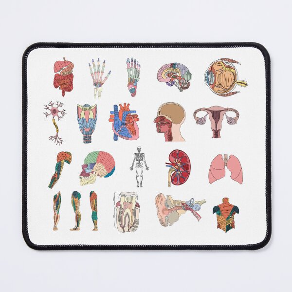 Item preview, Labeled Anatomy Organs, Muscles, and Bones Pack  designed and sold by Katherine Winner.