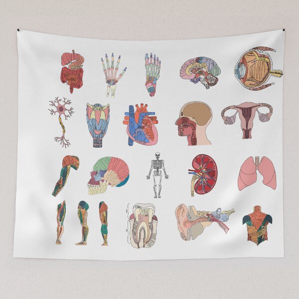Item preview, Labeled Anatomy Organs, Muscles, and Bones Pack  designed and sold by Katherine Winner.