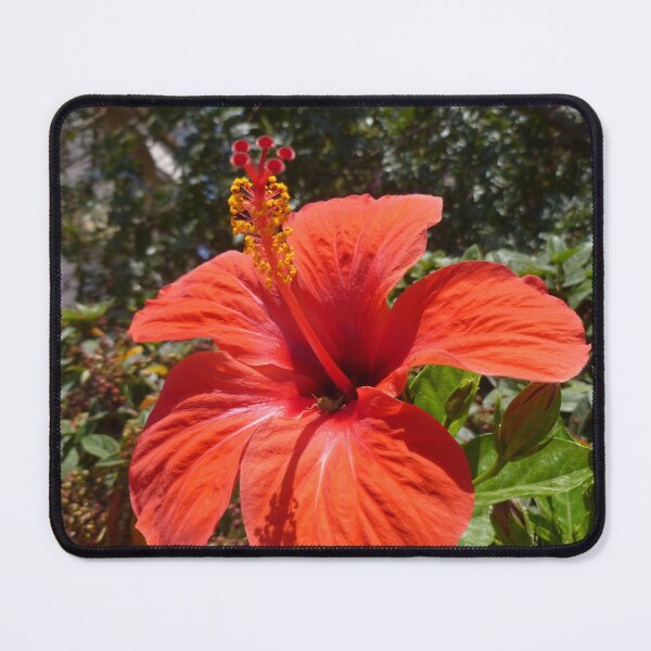 Item preview, Red Hibiscus designed and sold by Vicki Spindler (VHS Photography).