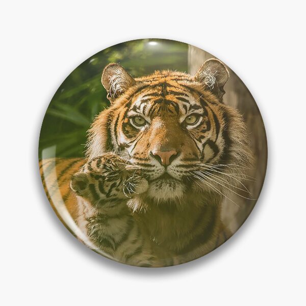 Item preview, Sumatran Tiger With Cub Kissing  designed and sold by Darren Wilkes.