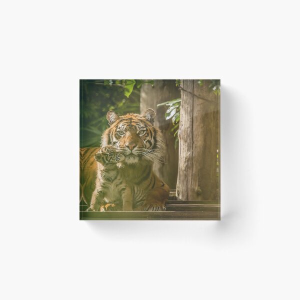 Item preview, Sumatran Tiger With Cub Kissing  designed and sold by Darren Wilkes.