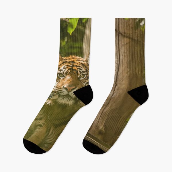 Item preview, Sumatran Tiger With Cub Kissing  designed and sold by Darren Wilkes.