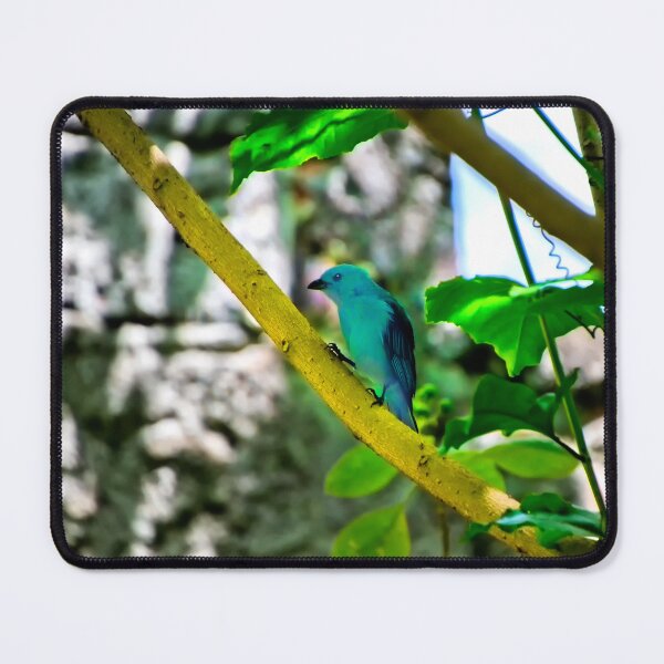 Item preview, Blue-Grey Tanagers Are A Welcome Sight designed and sold by alabca.