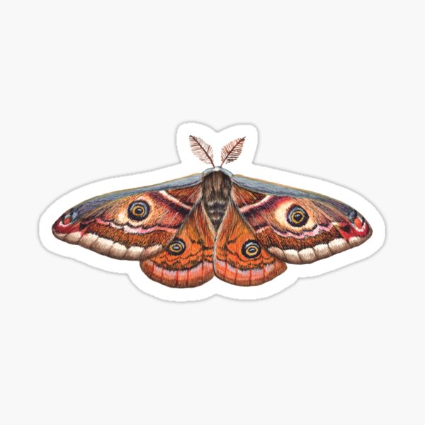 Zephyr eyed silk moth sticker, Silkmoth sticker, cute moth sticker,  butterfly stickers, silk moth illustration, moth drawing, moth painting