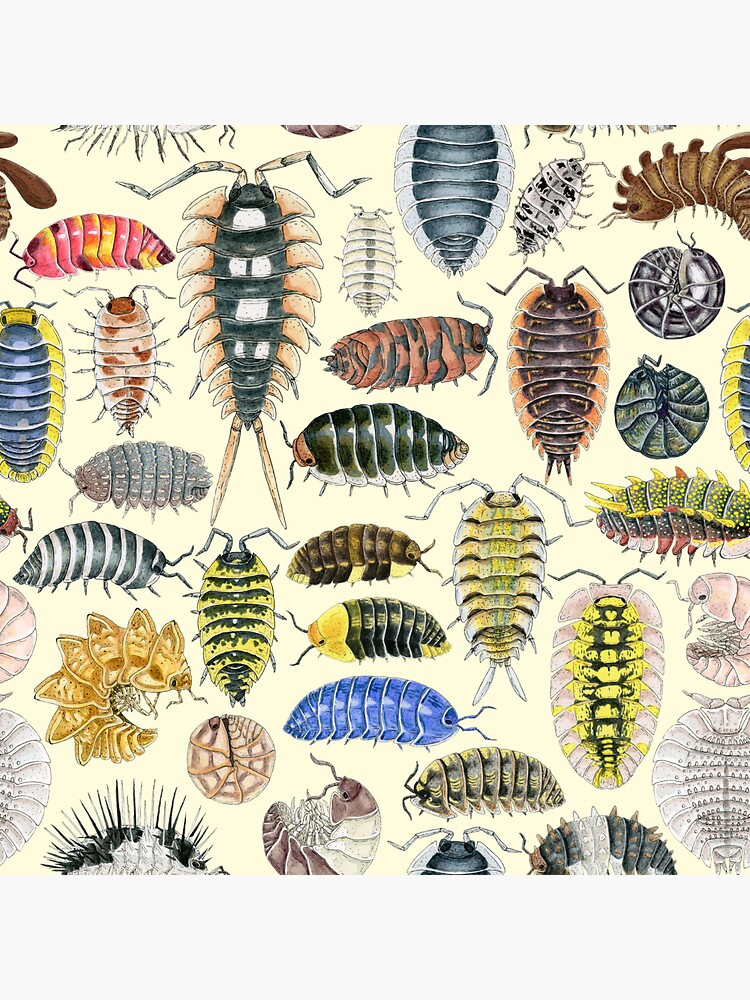 A Color Coded Chart To Choosing Your Isopods And