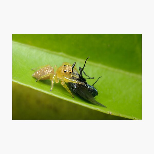 Jumping Spider with Prey Photographic Print