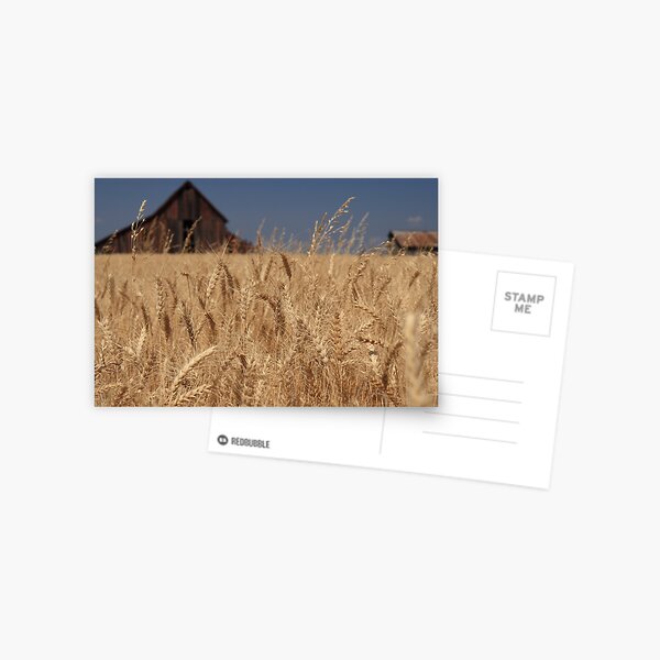Dreams of our Fathers Postcard