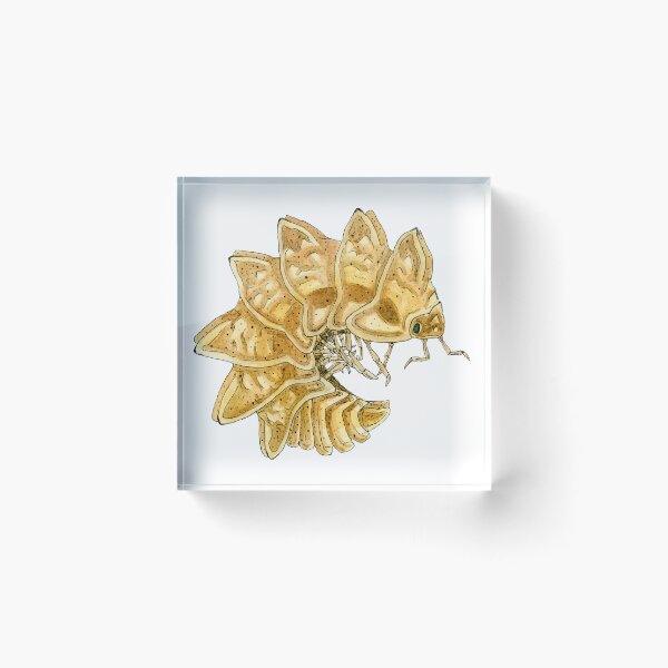 Item preview, Stegosauroniscus horridus Isopod designed and sold by paintedpansy.