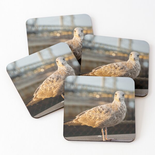 Item preview, Curious Gull designed and sold by Daniel's Destinations.