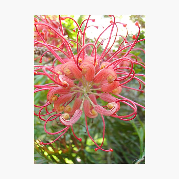 Item preview, Full Frontal Flower designed and sold by Skyhorse.
