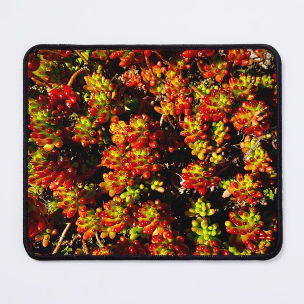 Item preview, Beautiful Succulent designed and sold by N2nature.