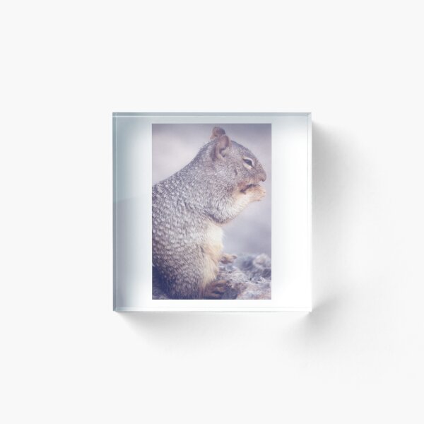 Item preview, Squirrel at Montezuma's Well designed and sold by PatGoltz.