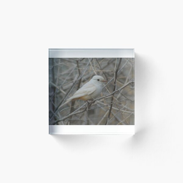 Item preview, Leucistic Vermilion Flycatcher designed and sold by PatGoltz.