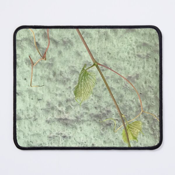 Item preview, Young plant stem with green leaves in focus on light green wall background designed and sold by Khala.