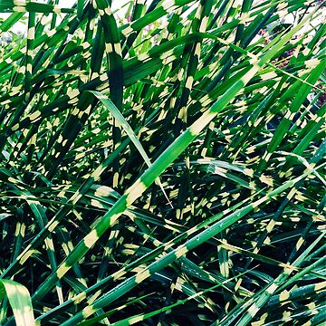 Artwork thumbnail, Landscaper Gift - Zebra Grass by OneDayArt
